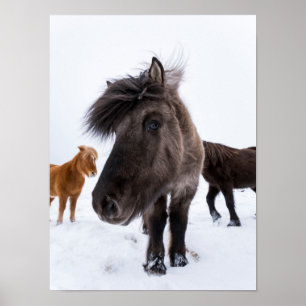 Isländisches Pferd-Potrait, Island Poster