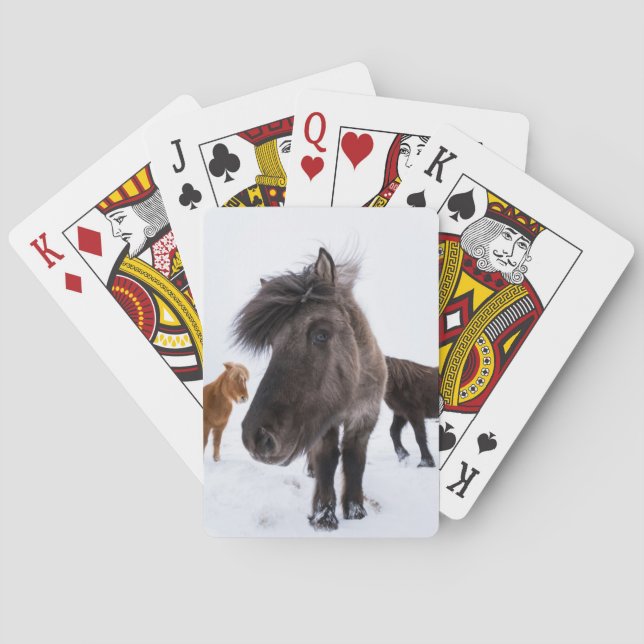 Isländisches Pferd-Potrait, Island Spielkarten (Rückseite)