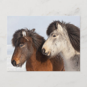 Isländisches Pferd-Profil, Island Postkarte