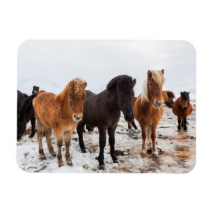 Isländisches Pferd während des Winters Island Magnet