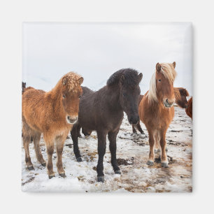 Isländisches Pferd während des Winters Island Magnet