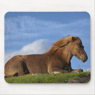 Isländisches Pferdestillstehen und -himmel Mousepad