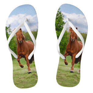 Isländisches Pony lässt Tölt lustige Flip Flops