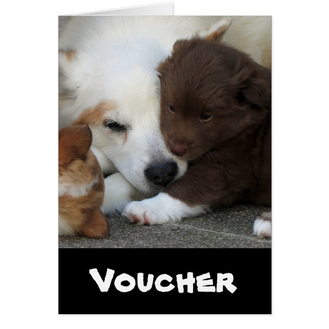 IsländischSheepdog_20171203_by_JAMFoto (Vorne)