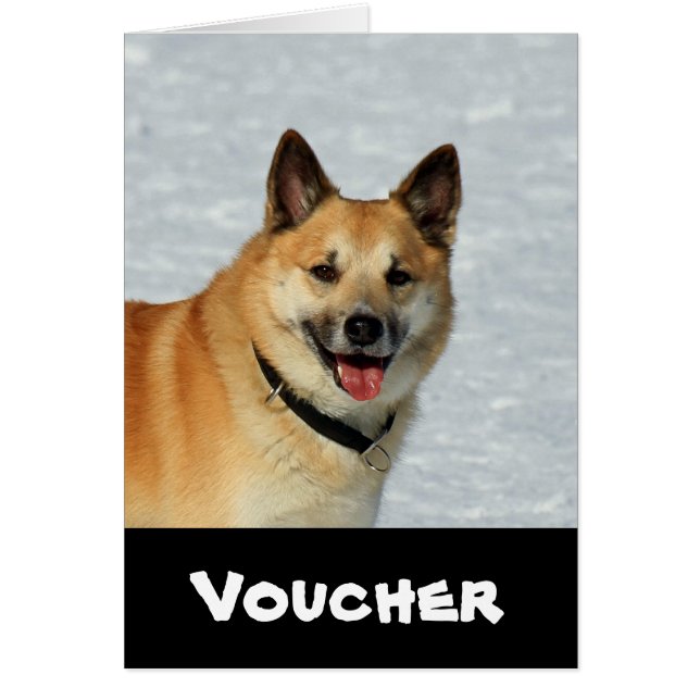 IslandSheepdog20150904 (Vorne)