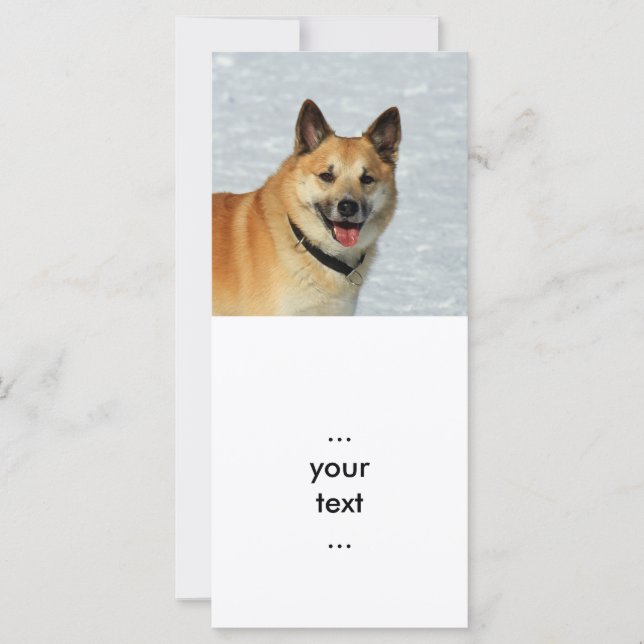 IslandSheepdog20150904 (Vorderseite)