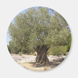 Israel Olive Tree Magnet