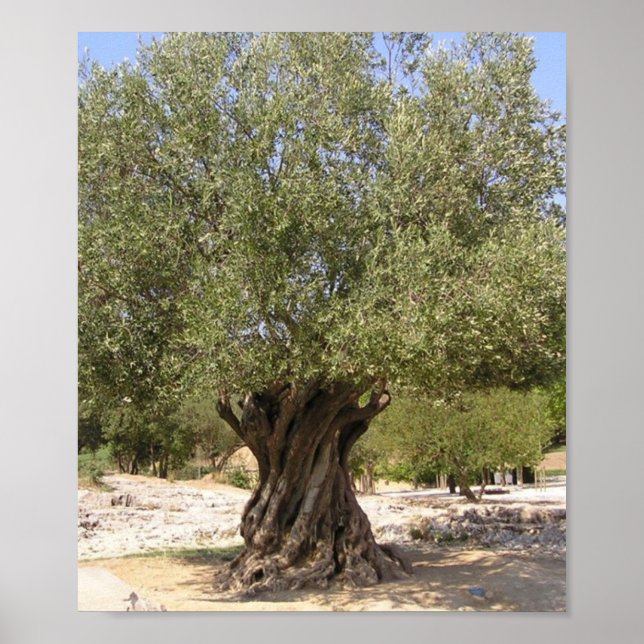Israel Olive Tree Poster (Vorne)