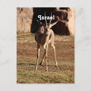 Israelische Gazelle Postkarte