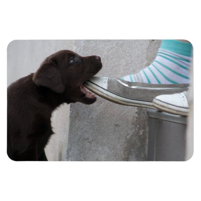 Iss meinen Schuh! Labrador Puppy Magnet (Horizontal)