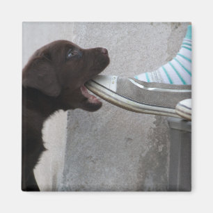 Iss meinen Schuh! Labrador Puppy Magnet