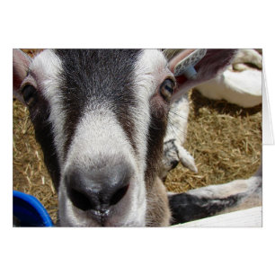 Ist das Kamerafutter?