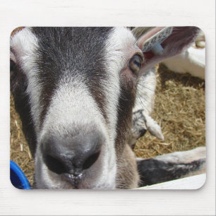 Ist das Kamerafutter? Mousepad