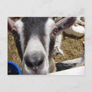 Ist das Kamerafutter? Postkarte