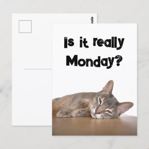Ist es wirklich Montag? Funny Abyssinian Cat Meme Postkarte