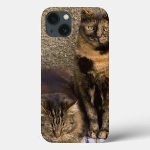 Italien, Cinque Terre, Vernazza. Drei Katzen dazu iPhone 13 Hülle