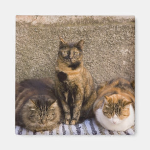 Italien, Cinque Terre, Vernazza. Drei Katzen Magnet