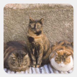 Italien, Cinque Terre, Vernazza. Drei Katzen Quadratischer Aufkleber