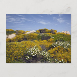 Italien, Sardinien, Sankt Teresa Gallura. Capo 3 Feiertagspostkarte