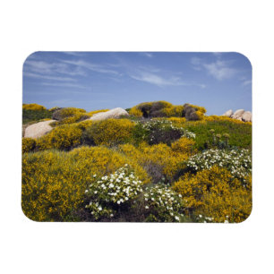 Italien, Sardinien, Santa Teresa Gallura. Capo 3 Magnet