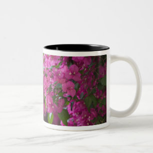 Italien, Sizilien, Cefalu, blühender Hof bei Zweifarbige Tasse