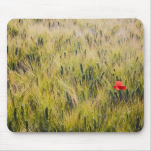 Italien, Toskana, einsamer Mohn im Frühlingswald Mousepad