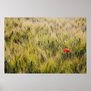 Italien, Toskana, Einsamer Mohn im Sommerweizen Poster