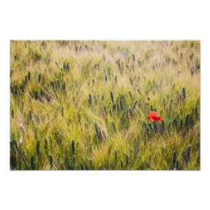Italien, Toskana, Einsamer Mohn in Sommerweizen Fotodruck