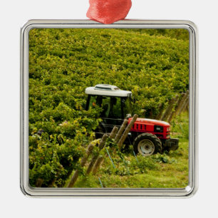 Italien, Toskana, Greve. Erntehelfer bei der Arbei Silbernes Ornament