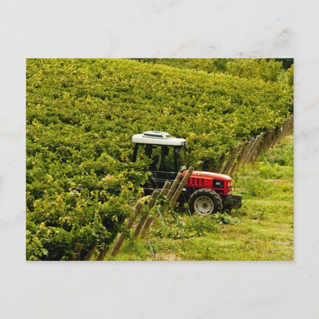 Italien, Toskana, Greve. Picker bei der Arbeit wäh Postkarte (Vorderseite)