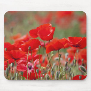 Italien, Toskana, Masse von Sommer-Mohnblumen in Mousepad