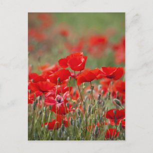 Italien, Toskana, Masse von Sommer-Mohnblumen in Postkarte