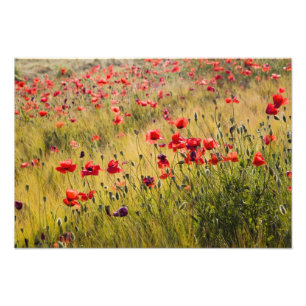 Italien, Toskana, Mohn im Frühjahr auf einem Weize Fotodruck