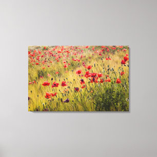 Italien, Toskana, Mohn im Frühjahr Weizenfeld. Leinwanddruck