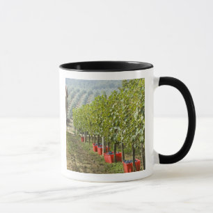 Italien, Toskana, Montalcino. Fässer mit geerntete Tasse