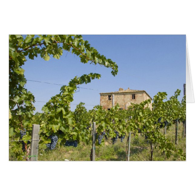 Italien, Toskana, Montepulciano. Weintrauben (Vorderseite (Horizontal))