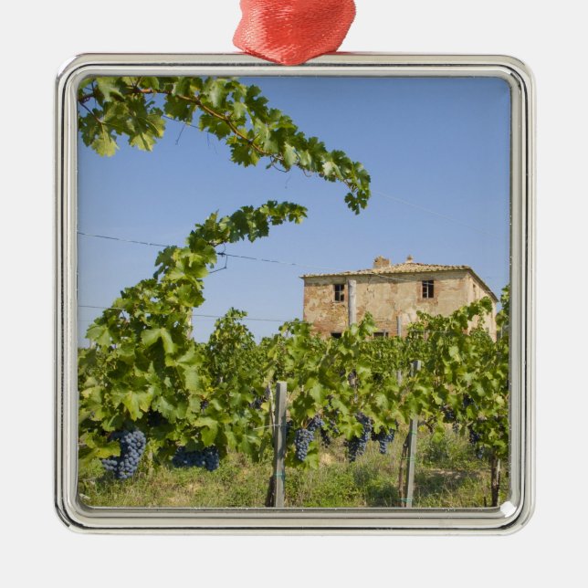 Italien, Toskana, Montepulciano. Weintrauben berei Silbernes Ornament (Vorne)