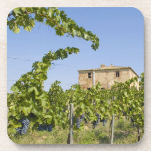Italien, Toskana, Montepulciano. Weintrauben ferti Getränkeuntersetzer