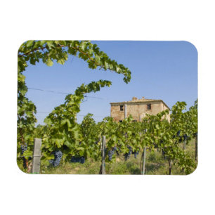 Italien, Toskana, Montepulciano. Weintrauben ferti Magnet