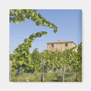 Italien, Toskana, Montepulciano. Weintrauben ferti Magnet