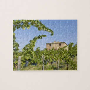 Italien, Toskana, Montepulciano. Weintrauben ferti Puzzle