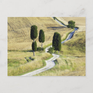 Italien, Toskana, Pienza, Val d'Orcia, Zypresse Postkarte