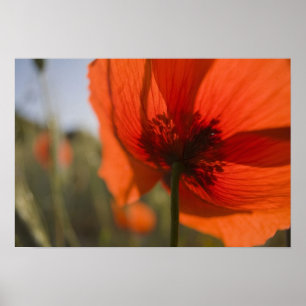 Italien, Toskana, Sommer Mohn in der Toskana Widw Poster