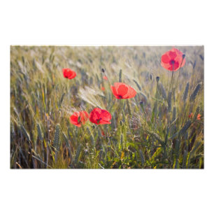 Italien, Toskana, Sommer Mohn und Weizen in Fotodruck