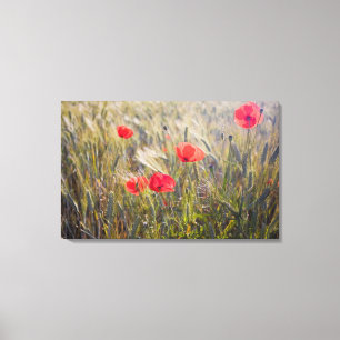 Italien, Toskana, Sommer Mohn und Weizen in Leinwanddruck