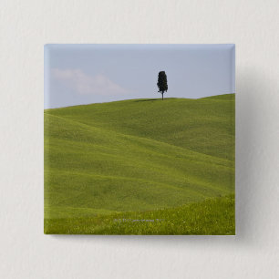 Italien, Toskana, Val D'Orcia, einziger Baum auf Button