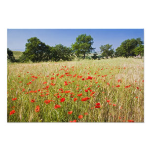 Italien, Toskana, Wiese mit Sommer-Mohn und Fotodruck