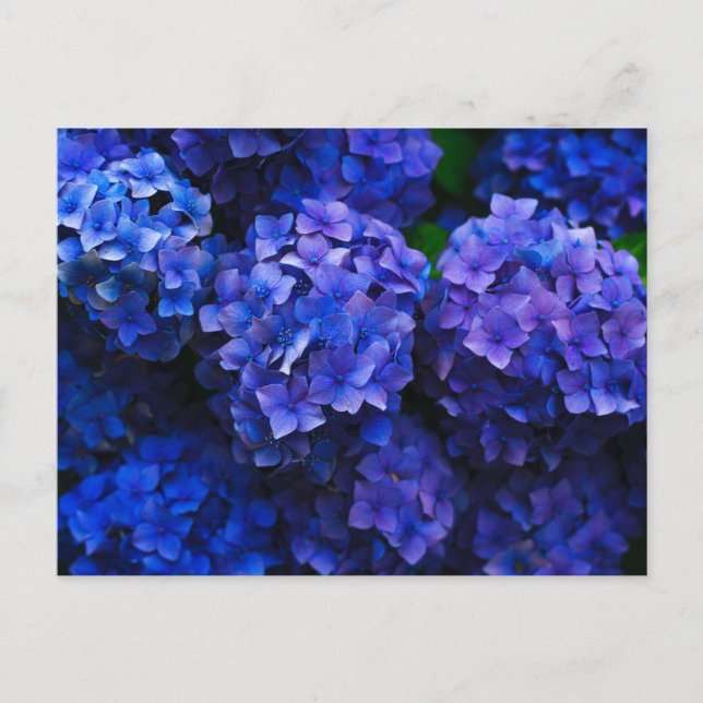 Italienisch Deep Blue Hydrangeas Postkarte (Vorderseite)