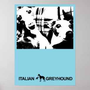 Italienisch Greyhound Blue Poster