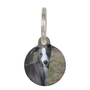 Italienisch Greyhound Tiermarke